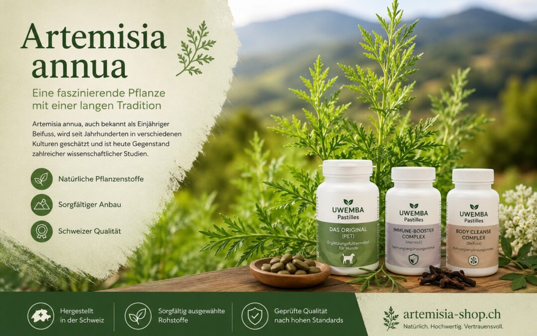 Artemisia annua – Die faszinierende Pflanze mit einer langen Tradition